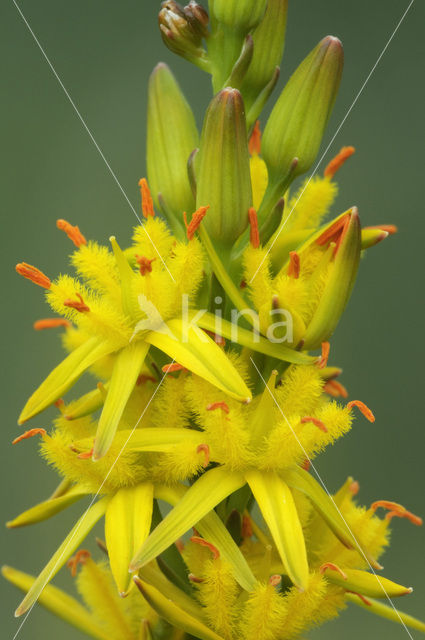 Bog Asphodel (Narthecium ossifragum)