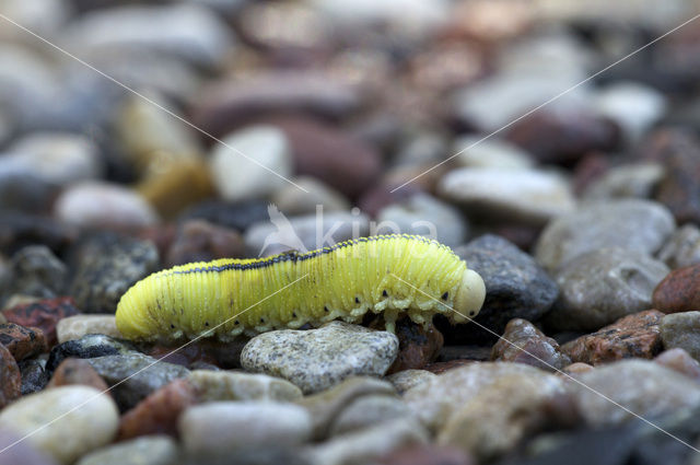 Berkenknotssprietbladwesp (Cimbex femoratus)