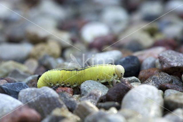 Berkenknotssprietbladwesp (Cimbex femoratus)