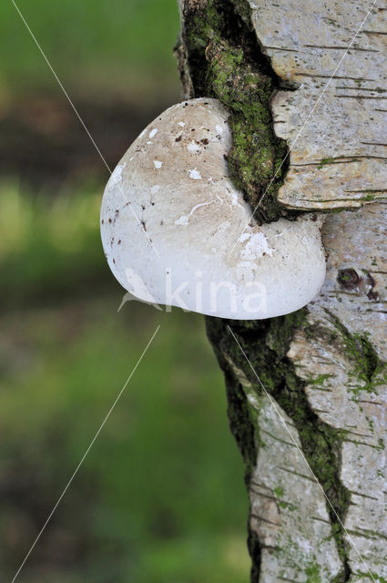 Berkenzwam (Piptoporus betulinus)