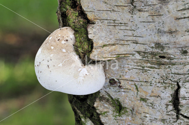 Birch polypore (Piptoporus betulinus)