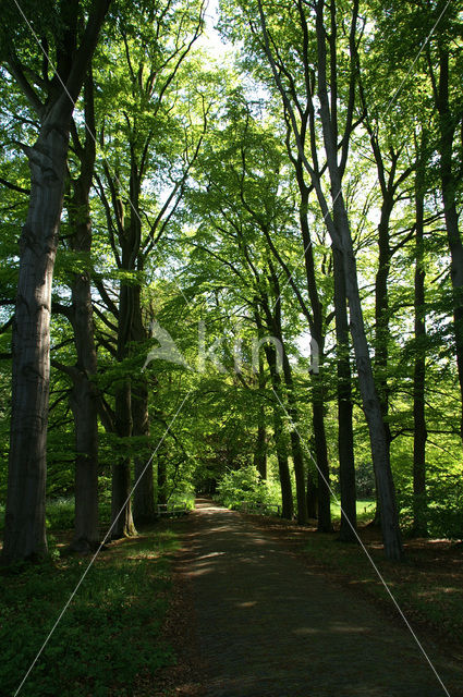 Beuk (Fagus sylvatica)