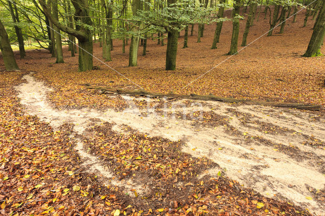 Beech (Fagus sylvatica)