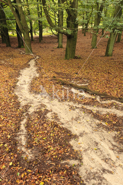 Beuk (Fagus sylvatica)