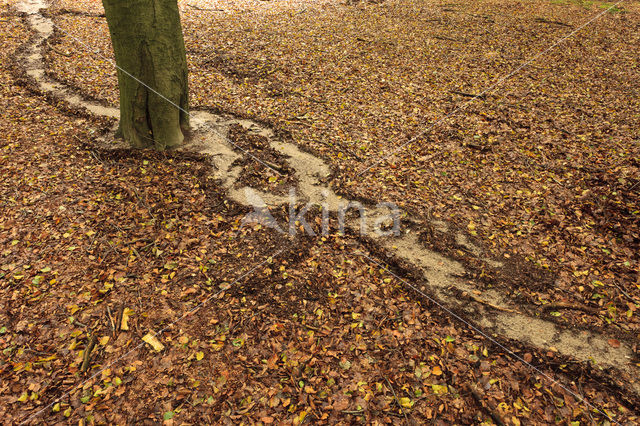 Beuk (Fagus sylvatica)