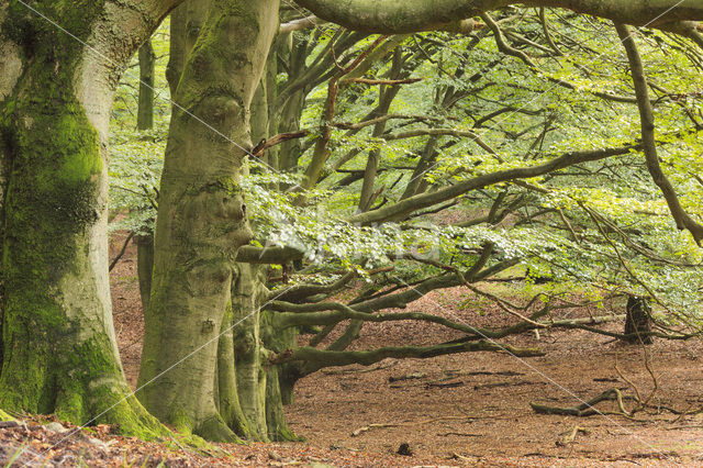 Beuk (Fagus sylvatica)