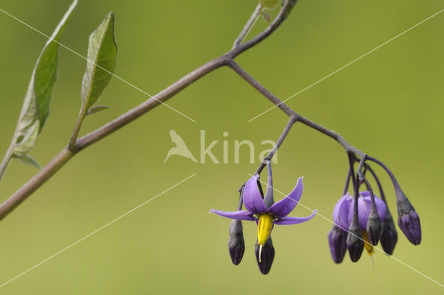 Bitterzoet (Solanum dulcamara)