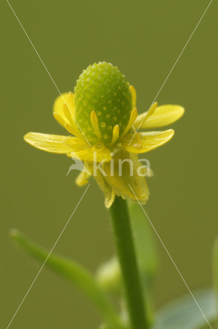 Blaartrekkende boterbloem (Ranunculus sceleratus)