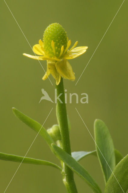 Celery-leaved Crowfoot (Ranunculus sceleratus)