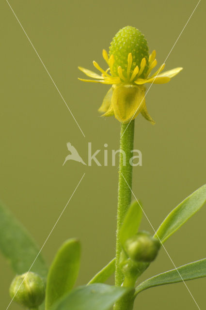 Blaartrekkende boterbloem (Ranunculus sceleratus)