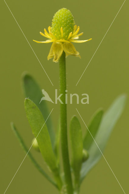 Celery-leaved Crowfoot (Ranunculus sceleratus)