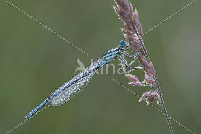 Blauwe breedscheenjuffer (Platycnemis pennipes)