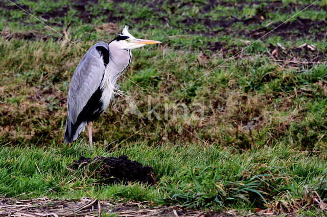 Grey Heron (Ardea cinerea)