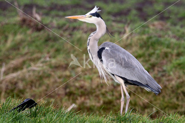 Grey Heron (Ardea cinerea)