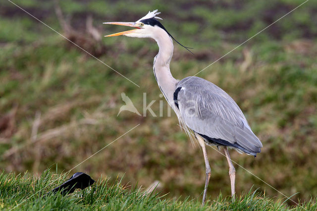 Grey Heron (Ardea cinerea)