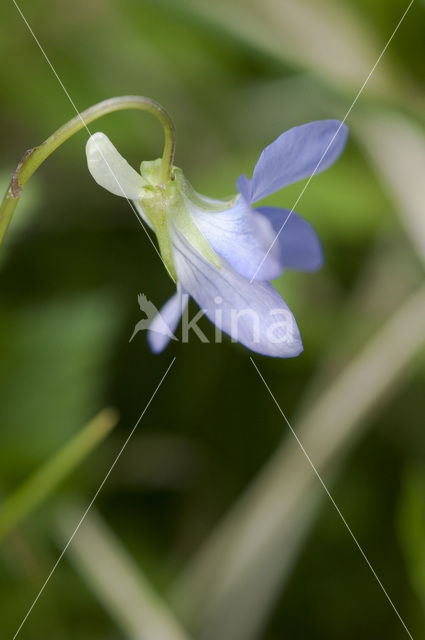 Bleeksporig bosviooltje (Viola riviniana)