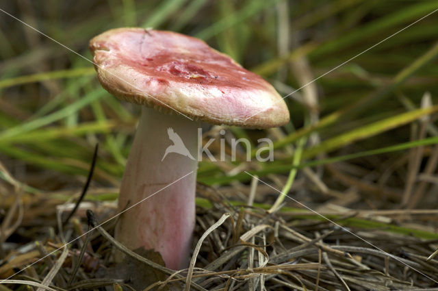 Russula sanguinaria