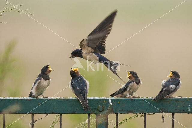 Barn Swallow (Hirundo rustica)