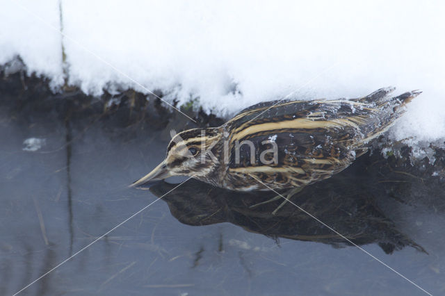 Jack Snipe (Lymnocryptes minimus)