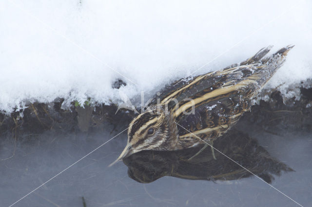 Jack Snipe (Lymnocryptes minimus)