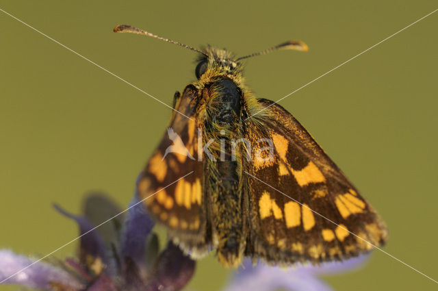 Bont dikkopje (Carterocephalus palaemon)