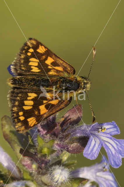 Bont dikkopje (Carterocephalus palaemon)