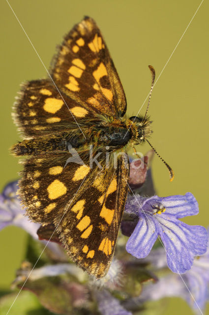 Bont dikkopje (Carterocephalus palaemon)