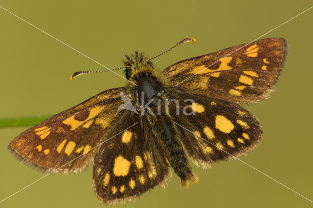 Bont dikkopje (Carterocephalus palaemon)