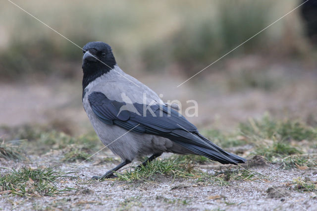 Hooded Crow (Corvus cornix cornix)