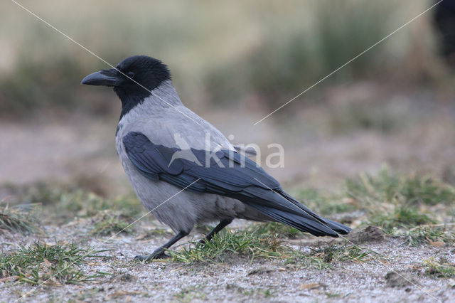 Hooded Crow (Corvus cornix cornix)