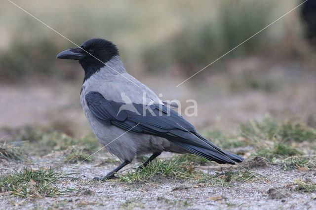 Bonte Kraai (Corvus cornix cornix)