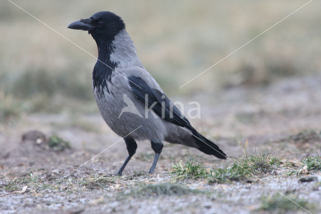 Hooded Crow (Corvus cornix cornix)