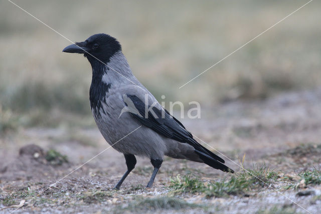 Hooded Crow (Corvus cornix cornix)