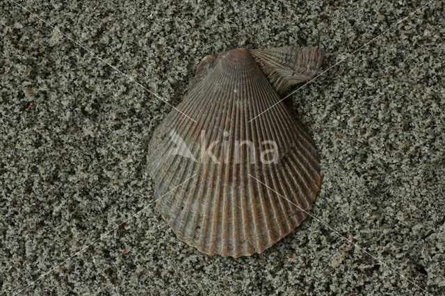 Variegated Scallop (Mimachlamys varia