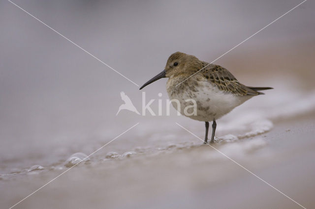 Bonte Strandloper (Calidris alpina)