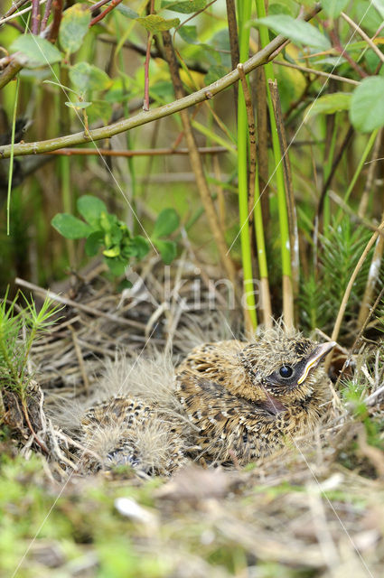 Wood Lark (Lullula arborea)