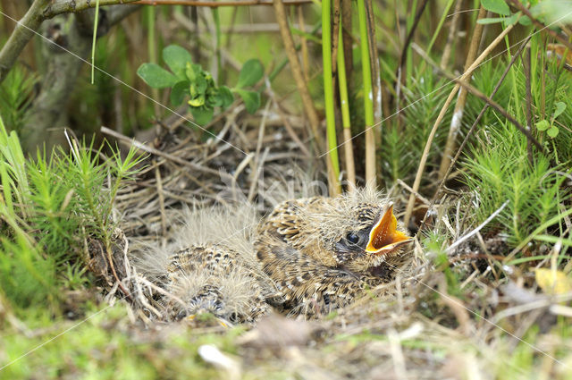 Boomleeuwerik (Lullula arborea)