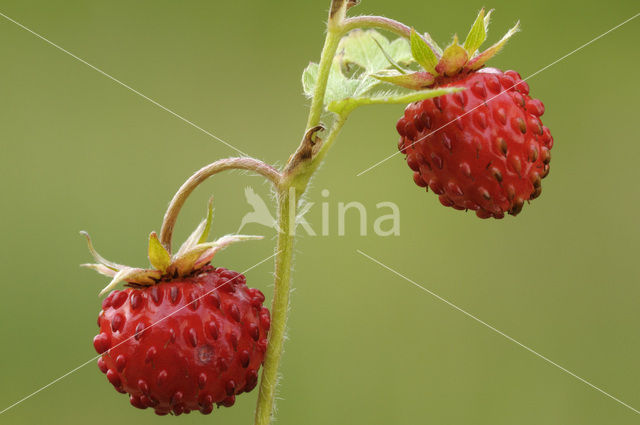 Bosaardbei (Fragaria vesca)