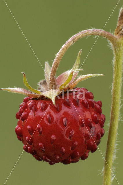 Bosaardbei (Fragaria vesca)