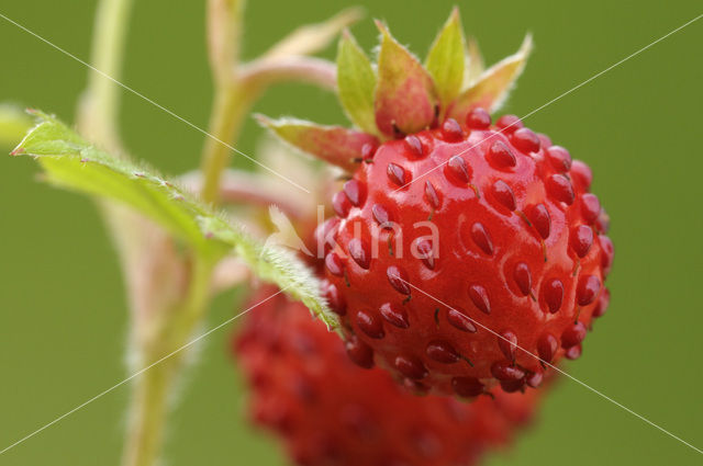 Bosaardbei (Fragaria vesca)