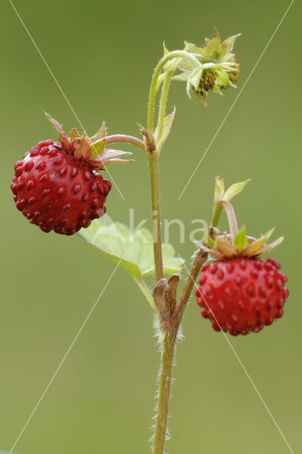 Bosaardbei (Fragaria vesca)