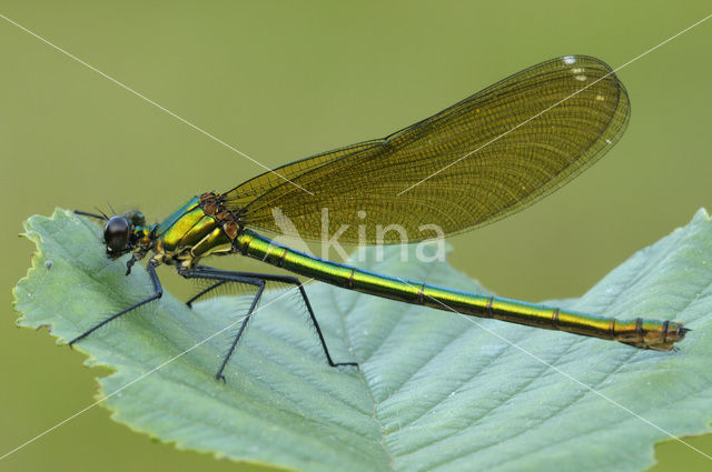 Beautiful Demoiselle (Calopteryx virgo)