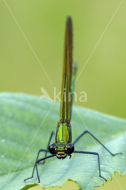 Bosbeekjuffer (Calopteryx virgo)