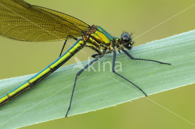 Bosbeekjuffer (Calopteryx virgo)