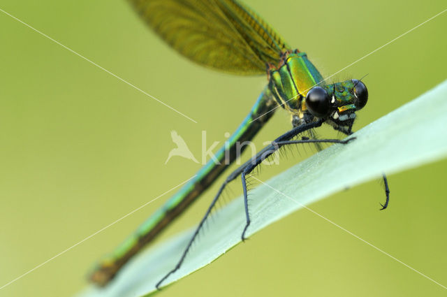 Bosbeekjuffer (Calopteryx virgo)