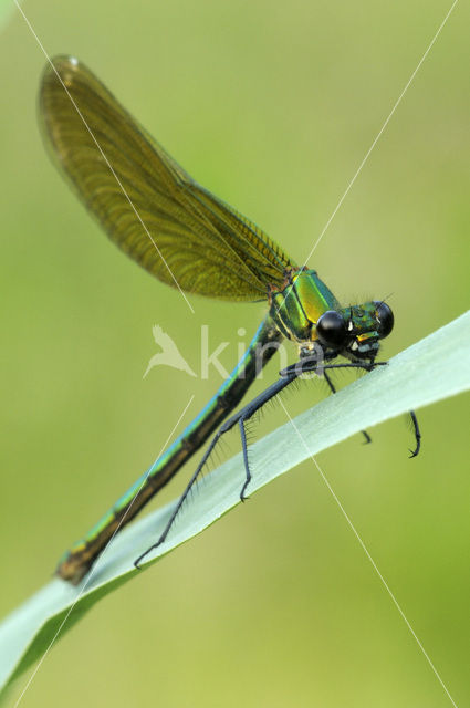 Bosbeekjuffer (Calopteryx virgo)