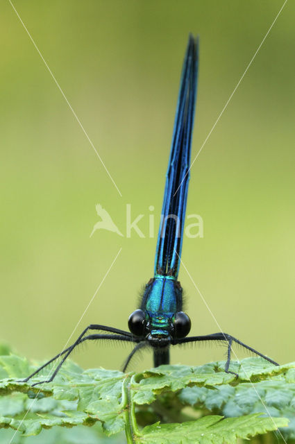 Beautiful Demoiselle (Calopteryx virgo)