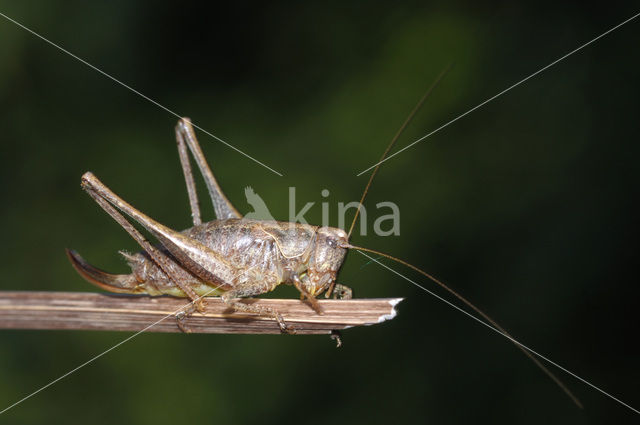 Boskrekel (Nemobius sylvestris)