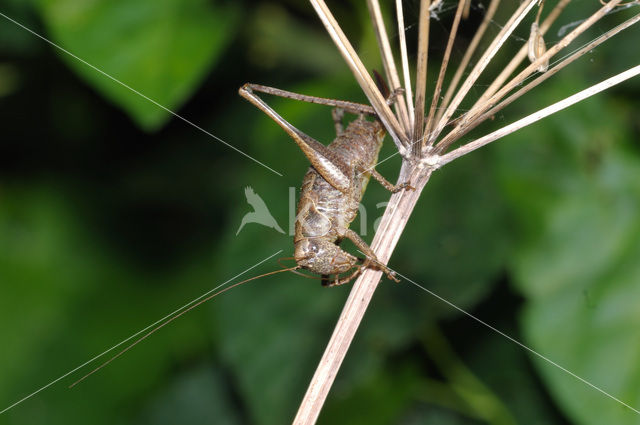 Boskrekel (Nemobius sylvestris)