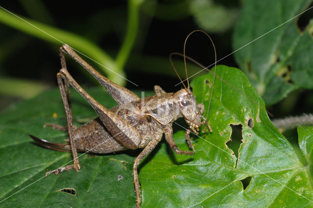 Wood-cricket (Nemobius sylvestris)